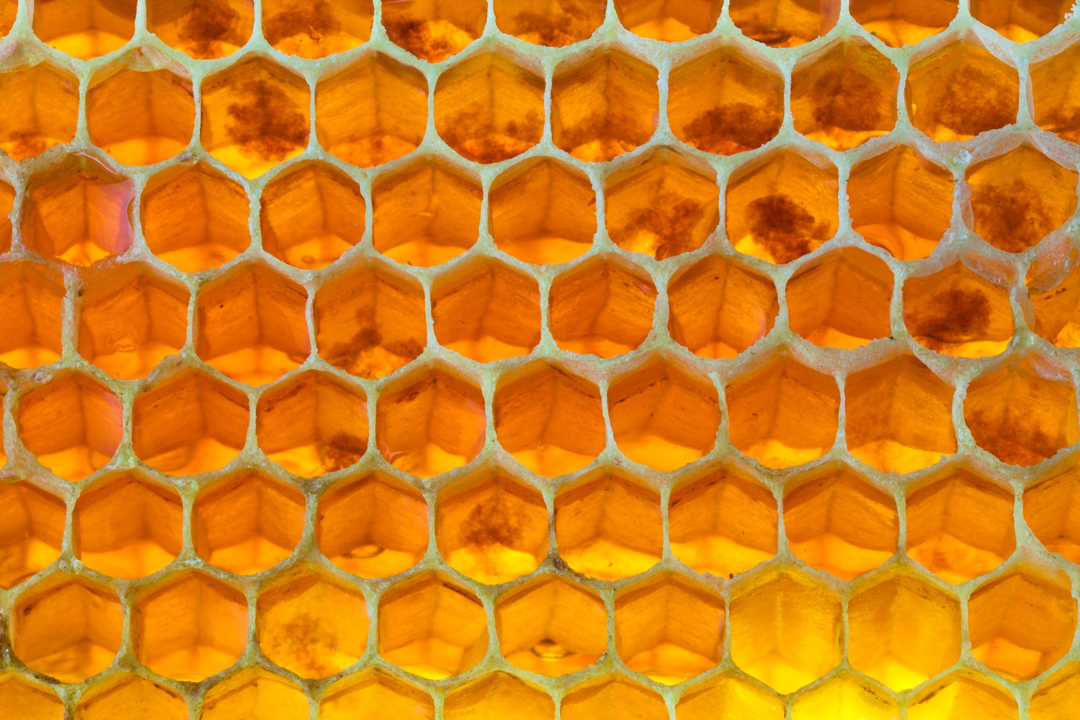 Bienenwachs Policosanol