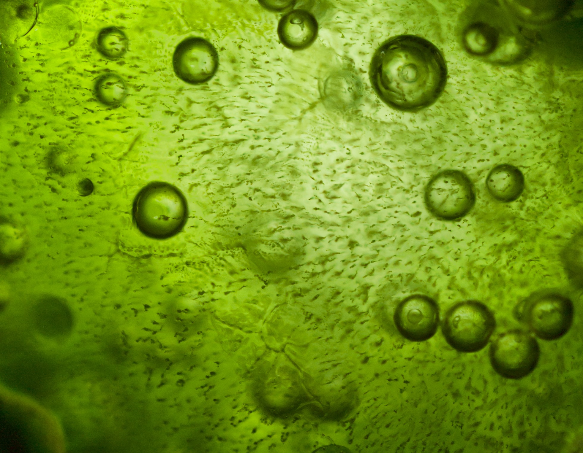 螺旋藻