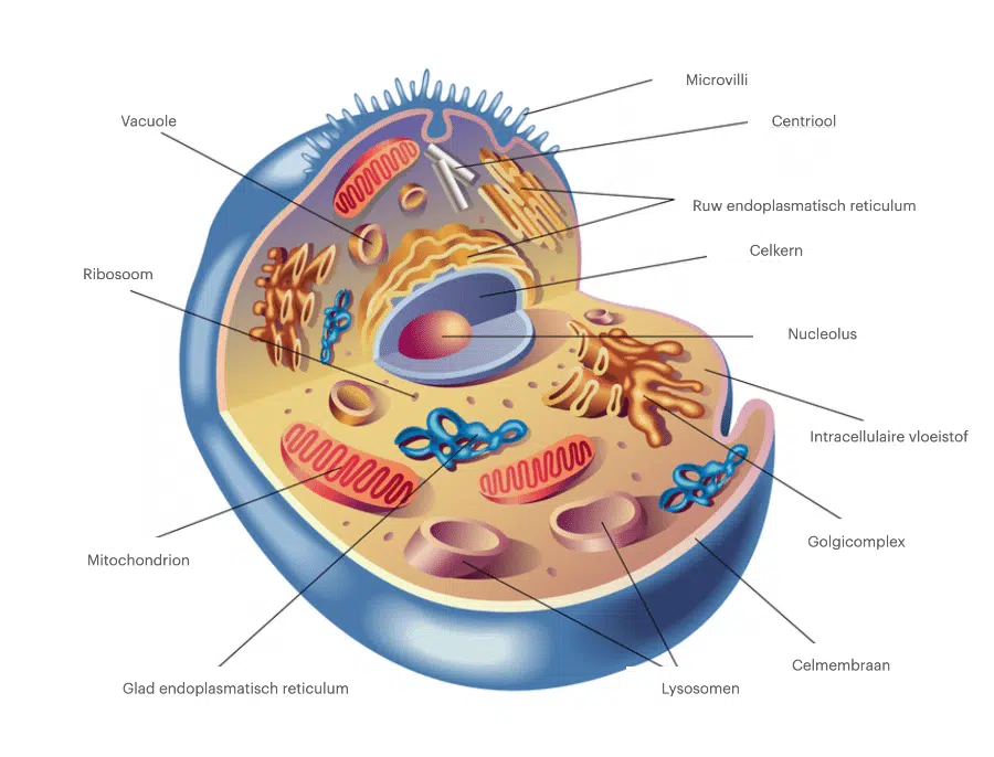uigebreide cell