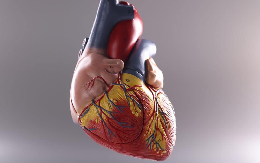 Hoe kun je de slagaders van je hart beschermen?