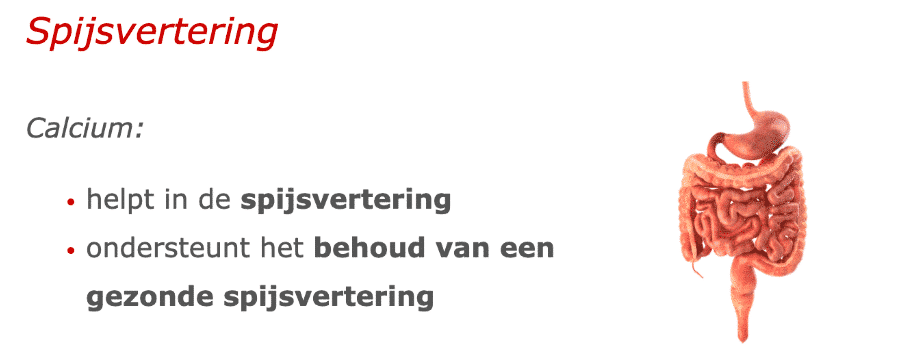 Spijsvertering