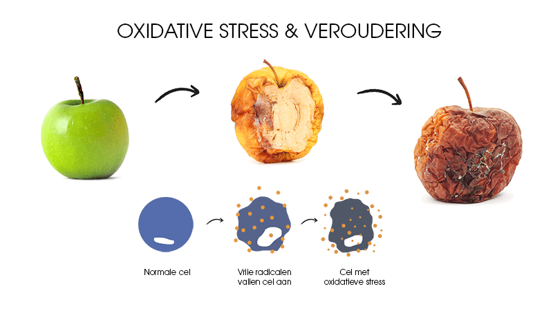 OXIDATIVE STRESS & VEROUDERING rookvrij