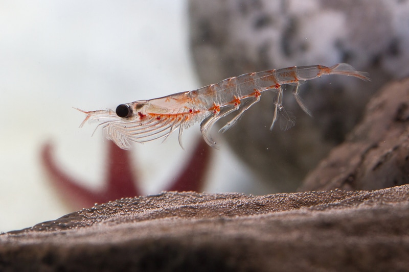 krill in aquarium