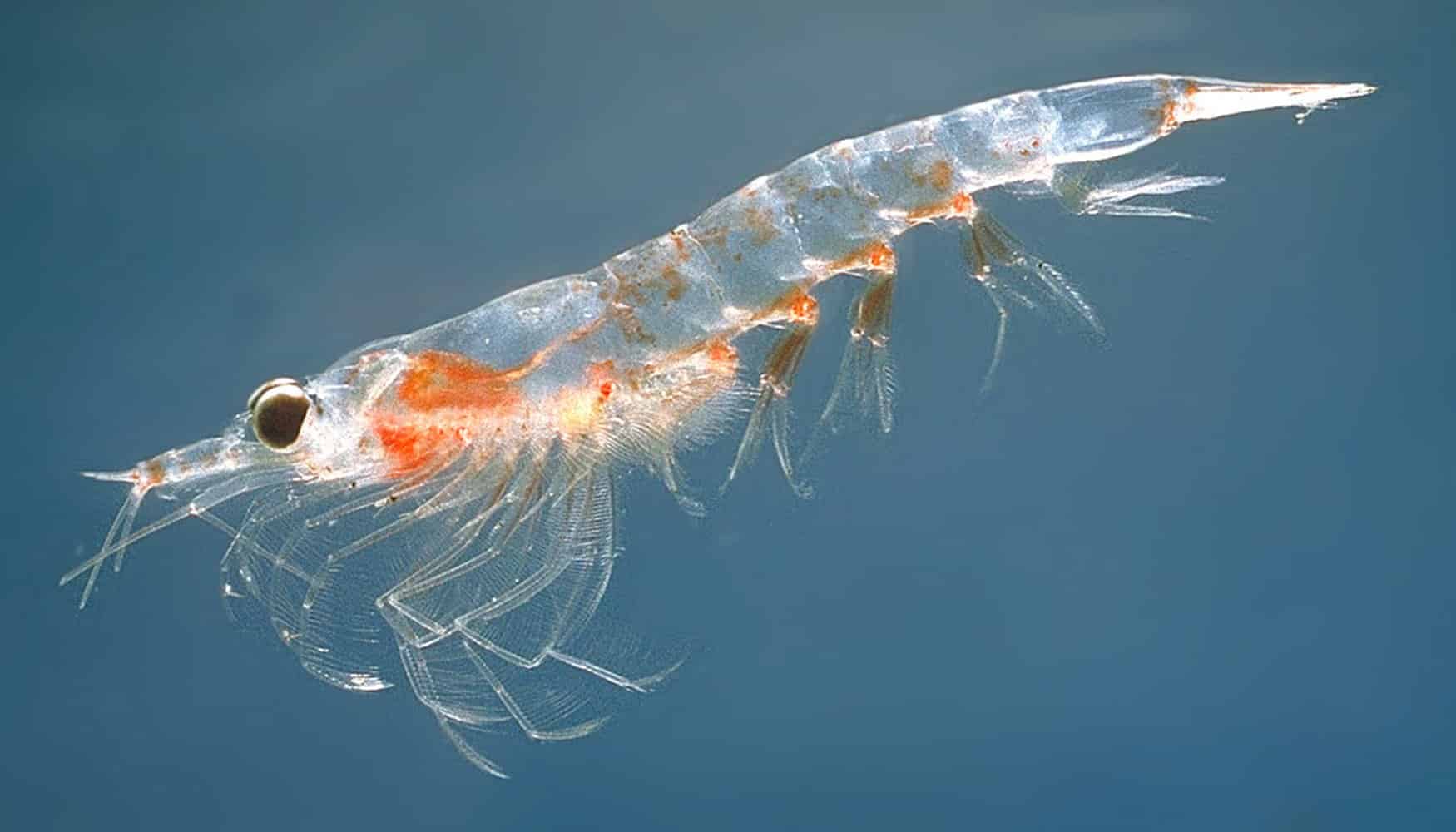 Meganyctiphanes_norvegica2