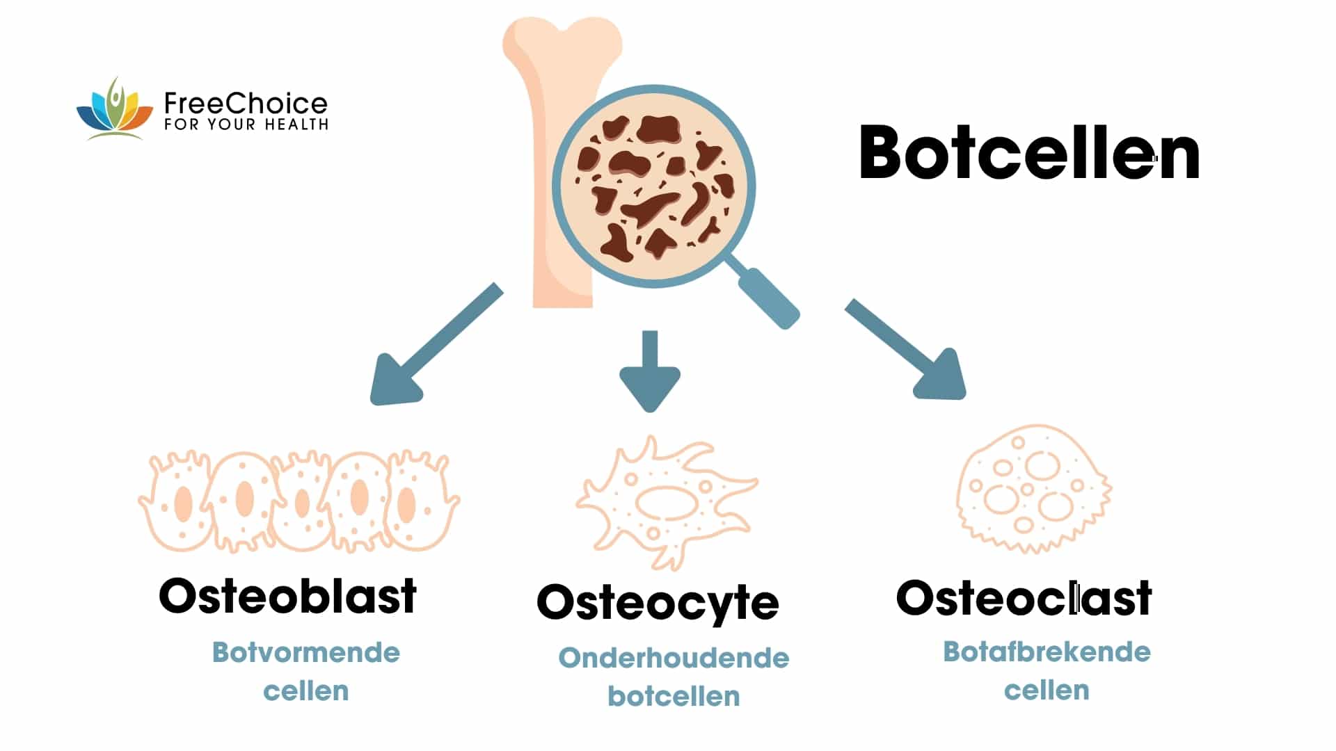 botten osteblast osteocyte osteoclast