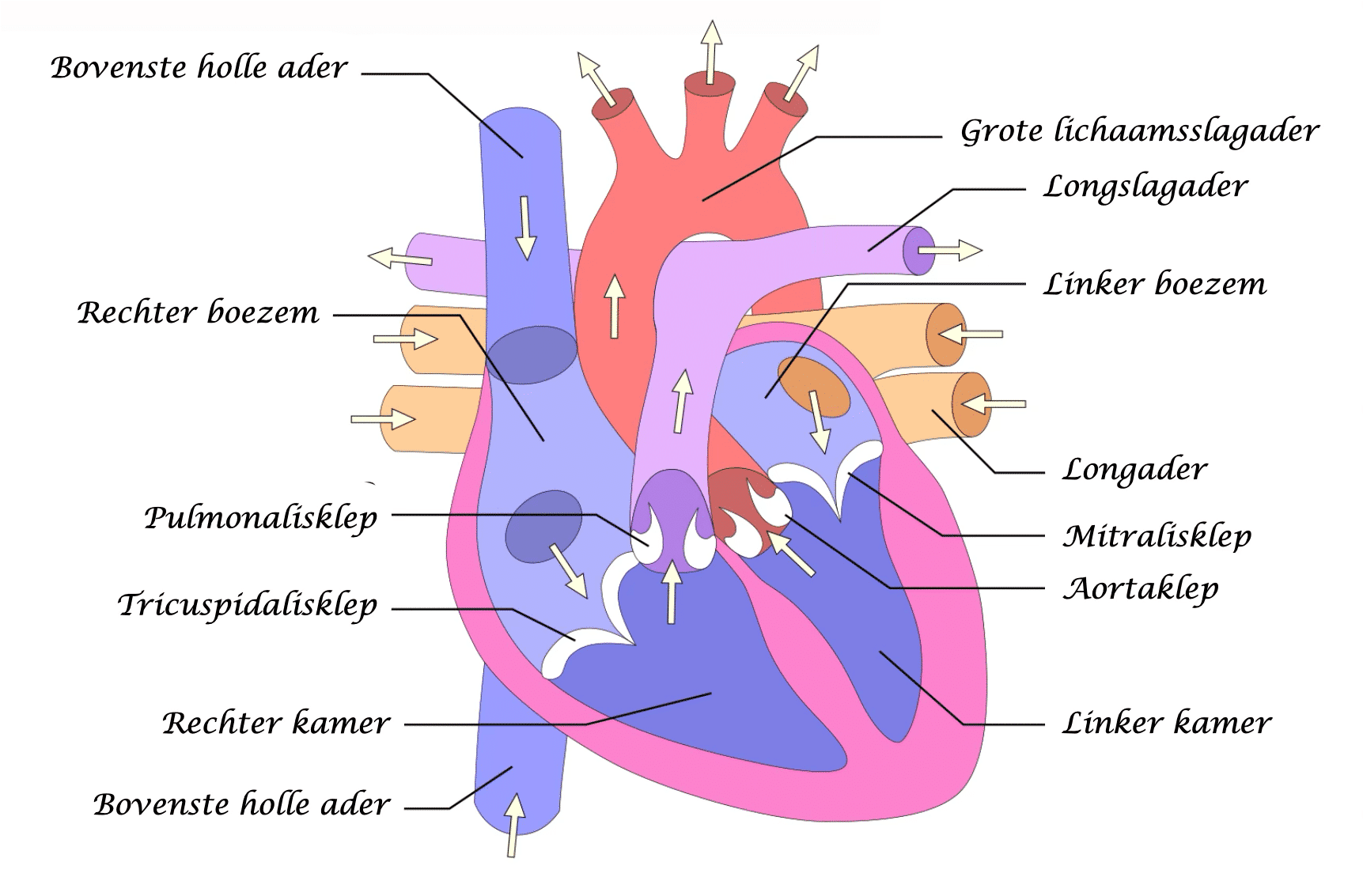 heart anatomie