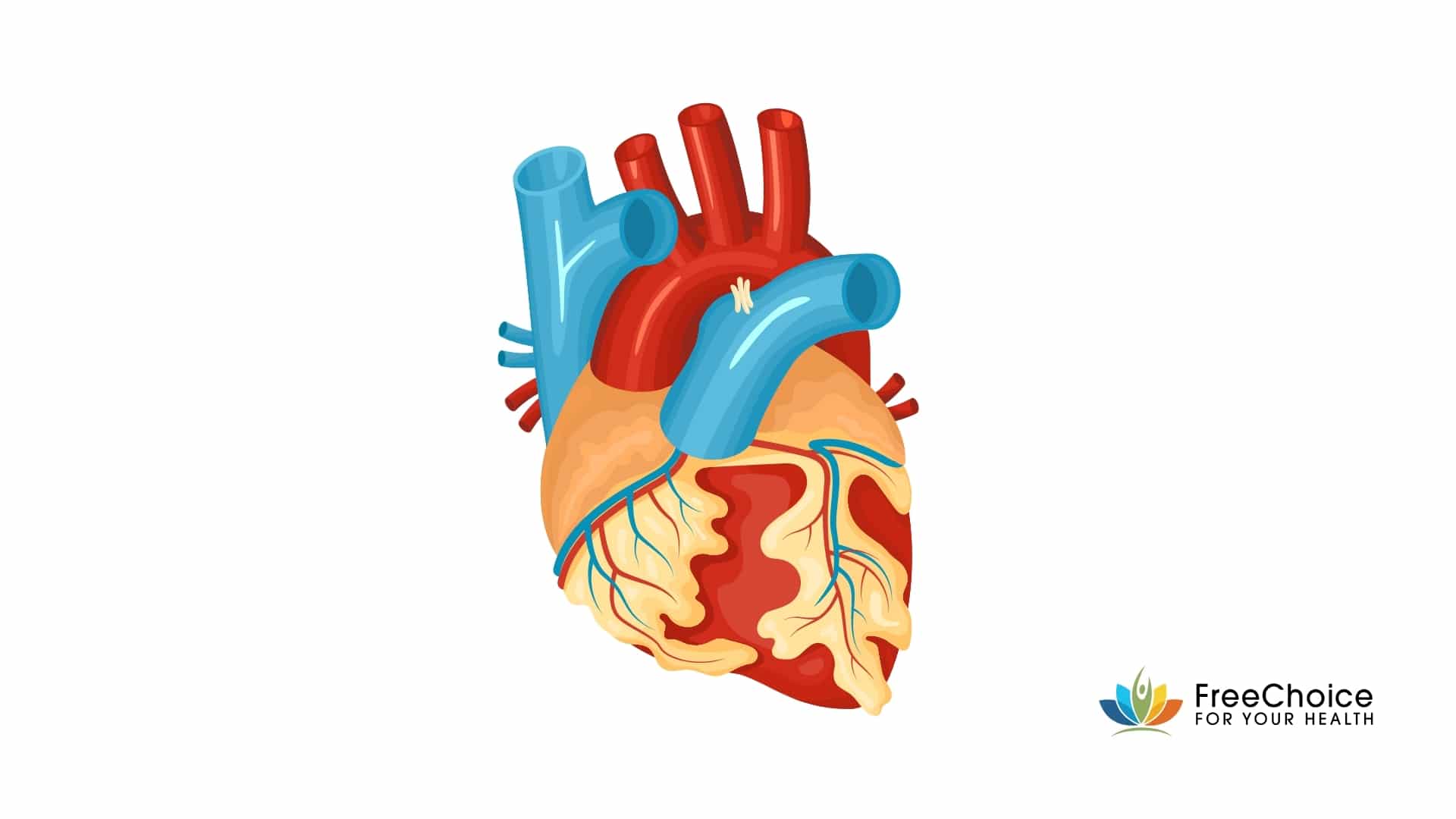heart vaten