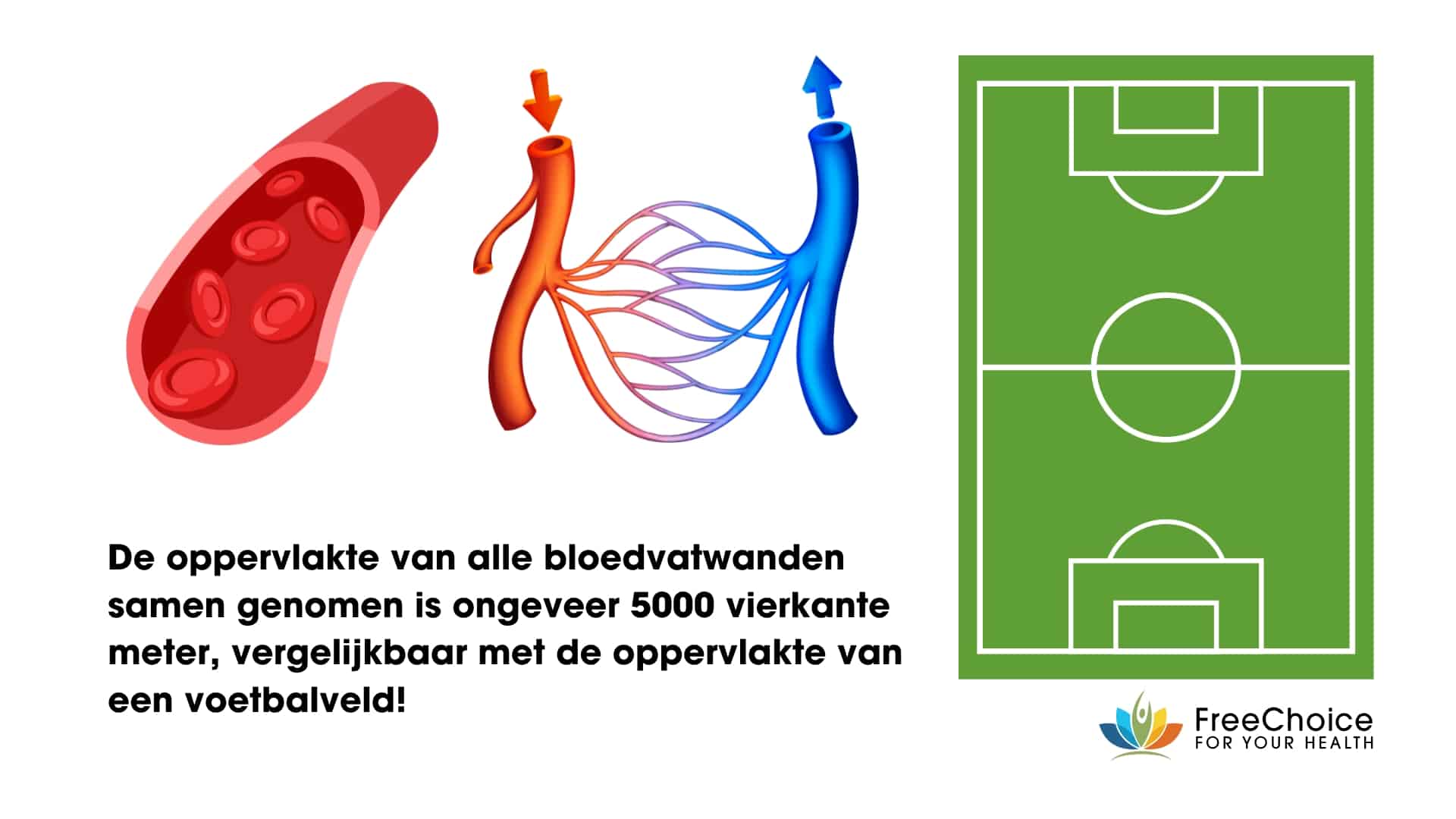 oppervlakte van alle bloedvatwanden