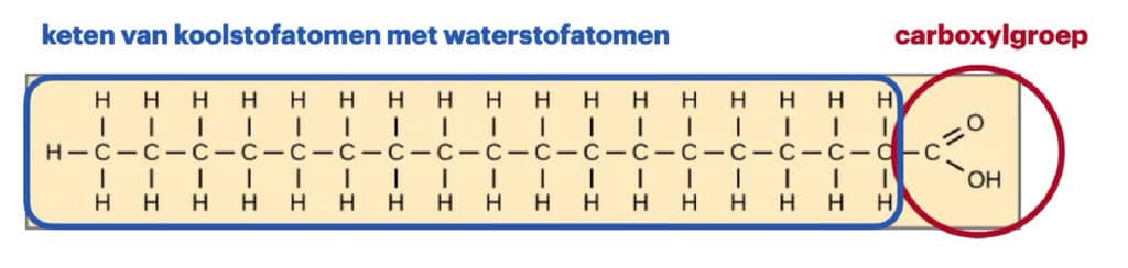 keten van koolstofatomen met waterstofatmonen en carboxylgroep